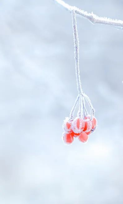 冬至養(yǎng)生，補對一天，體順一年！